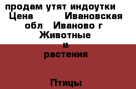 продам утят индоутки. › Цена ­ 300 - Ивановская обл., Иваново г. Животные и растения » Птицы   . Ивановская обл.,Иваново г.